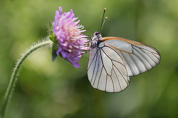 pieride del biancospino, aporia crataegi - black veined white butterfly foto e immagini stock