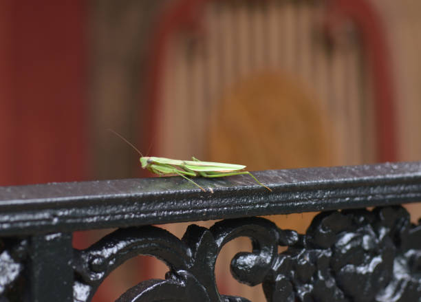 Mantis lives on weeds in the North China Plain