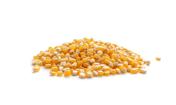 istock Heap of Raw Popcorn Grains Isolated on White Background 1320776882