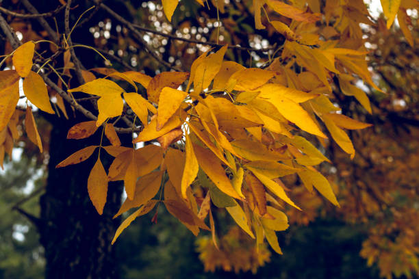 istock Beautiful orange and golden fall or autumn leaves 1320776936
