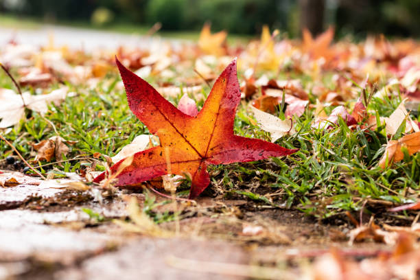 istock Red and orange autumn leaves on the grass 1320777567