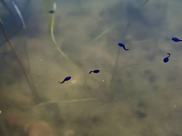 Photo of Couple of tadpoles in a pond