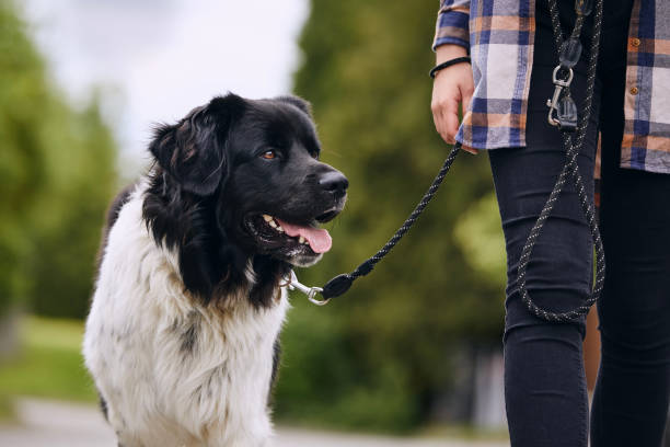 feliz perro de montaña checo caminando con correa de mascota - correa objeto fabricado fotografías e imágenes de stock