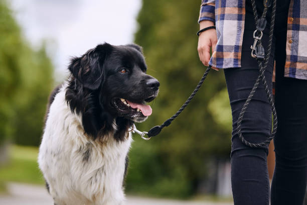Happy Czech mountain dog walking on pet leash Happy Czech mountain dog on pet leash during walk with his owner in city. dog walking photos stock pictures, royalty-free photos & images