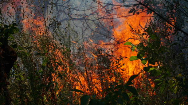 istock Trees are burning in a forest fire. Fire in the grass. Burning grass in the field. Burning inflammation of the herb. Disaster. 1320778954