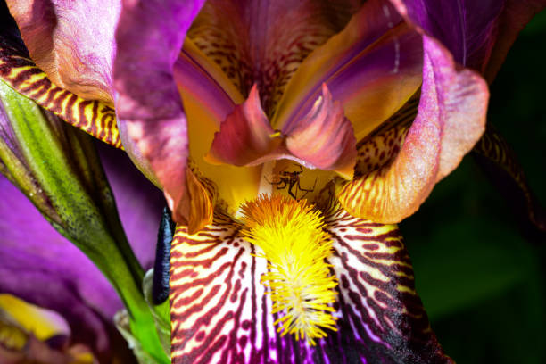 Closeup of a little spider on an iris flower.