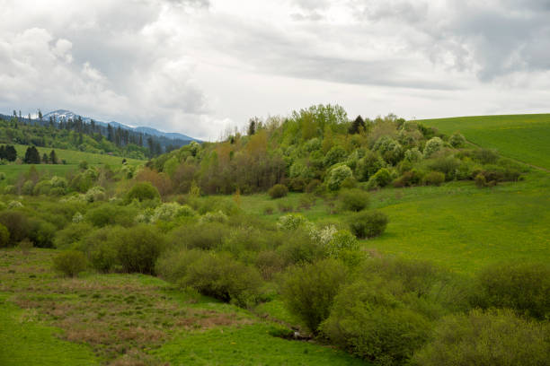 istock Green valley in the spring. Meadow and field with trees 1320780473