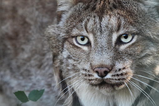 close up portrait of a lynx