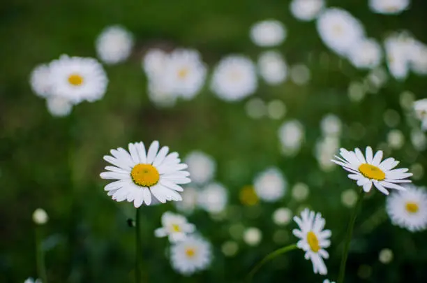 Beautiful fresh daisies bloom outdoors in the field on a summer sunny day