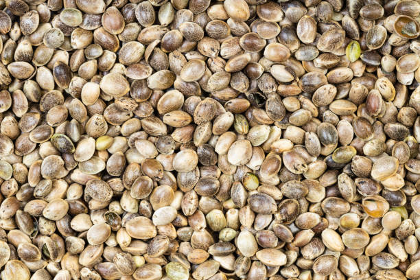 arrière-plan - de nombreuses graines de chanvre non pelées - hemp seed nut raw photos et images de collection