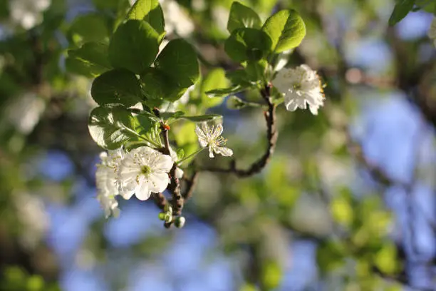 white flowers and green leaves on the branches of a plum tree
