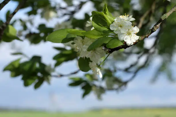 branch of fruit tree with flowers in spring