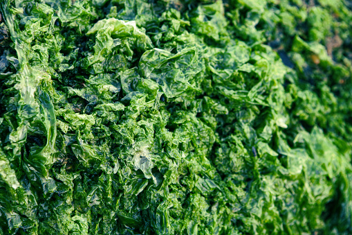 Green Seaweed in Hayama,Kanagawa,Japan.