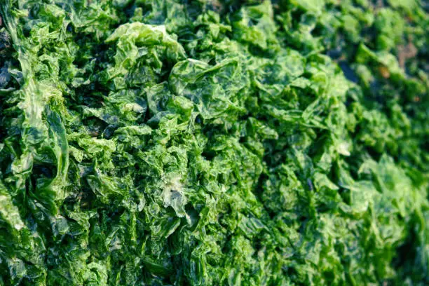 Photo of Green algae