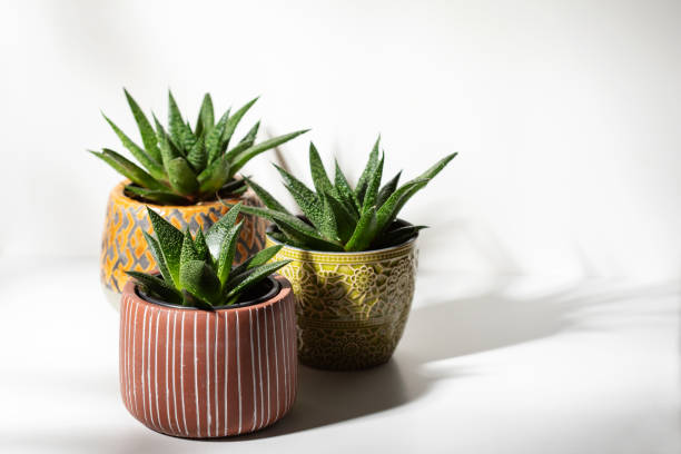 istock Close up of succulent plants  on white background 1320783707
