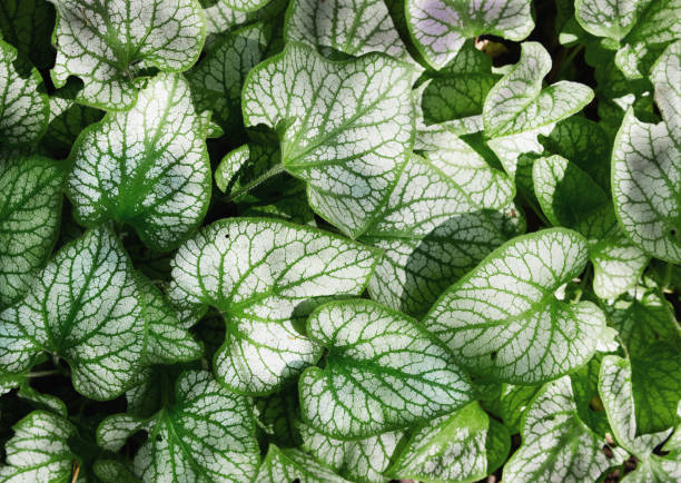 istock Large leaves that are white and green 1320783881