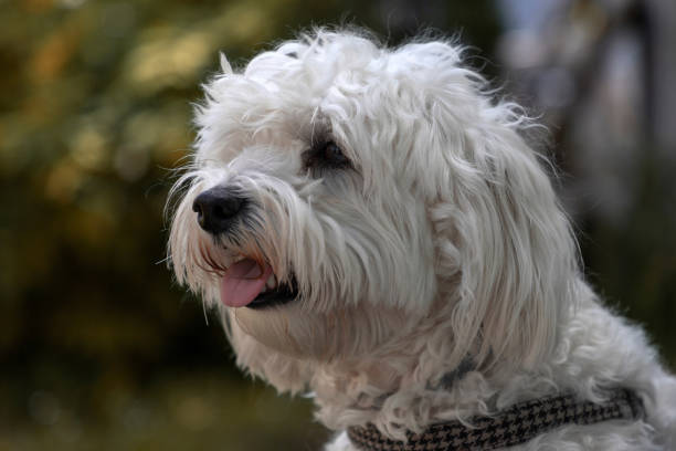 istock Portrait of a Bichon dog 1320787801
