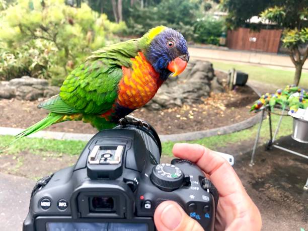 istock Rainbow Lorikeet sitting on top of Canon camera looking sideways 1320787879