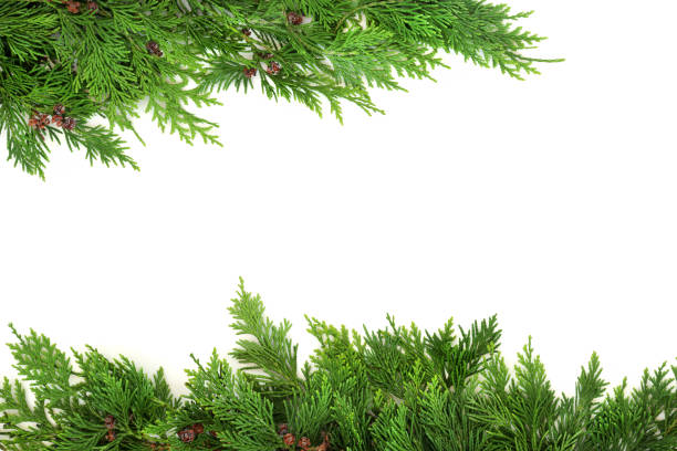 istock Cedar Cypress Natural Green Winter Background 1320787974