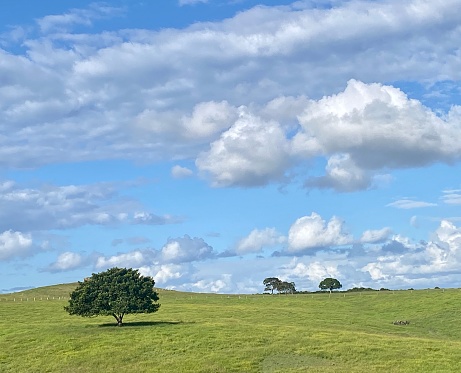 Horizontal landscape of lush green grazing cattle grass farm land with large fig tree under a cloudy sky in country Fernleigh near Byron Bay NSW Australia