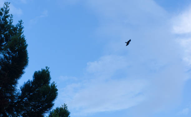 istock A shot of a kite bird flying with blue sky background. 1320791072
