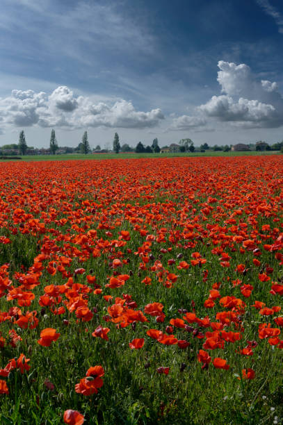 istock Field of poppies 1320791733