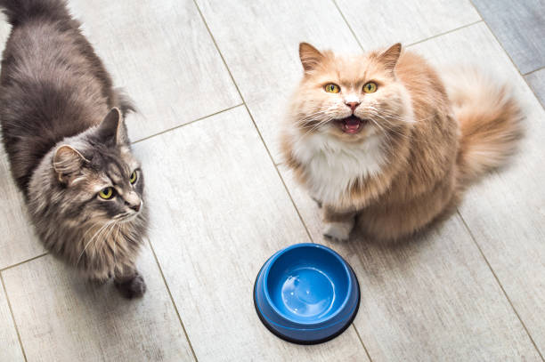 gray and ginger cat by empty bowls of food in the kitchen. Portrait two cat stock photo