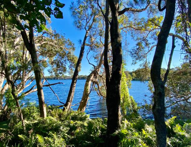 water’s edge nature au lac tea tree - waters edge lake beach tree photos et images de collection