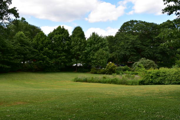 istock Lush park landscape with a cloudy blue sky 1320795440