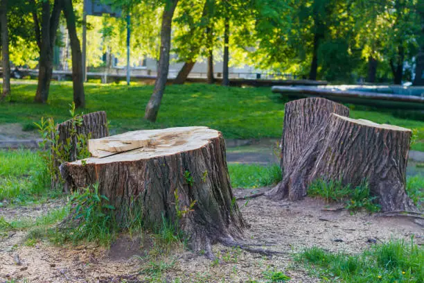 Photo of A stump from a huge tree in the park, cutting down trees in the summer