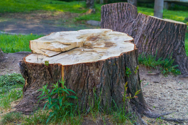 istock A stump from a huge tree in the park, cutting down trees in the summer 1320795651