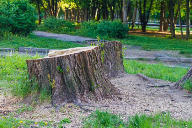 istock A stump from a huge tree in the park, cutting down trees in the summer 1320795654