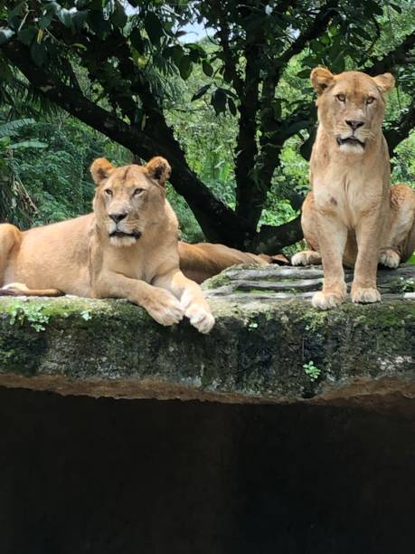istock A couple of Lion 1320795870