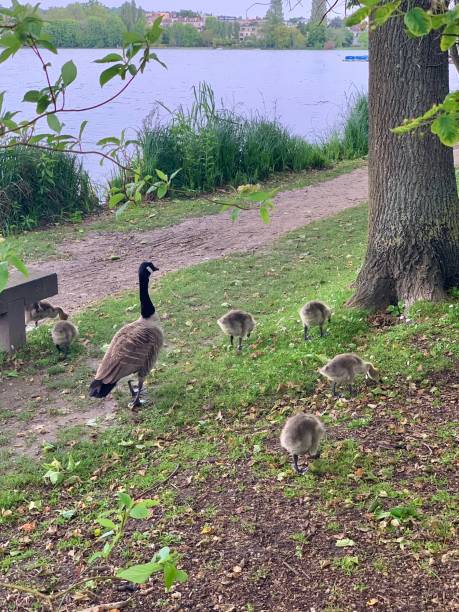 istock A mother goose and her goslings. 1320795924