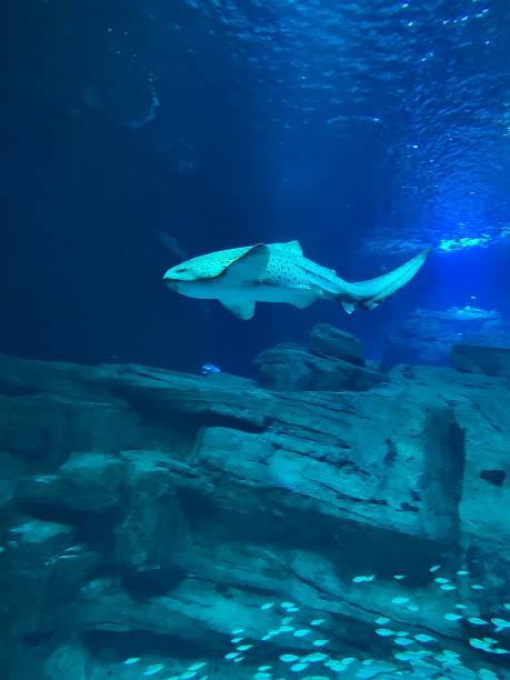 istock A Zebra Shark in the shallow ocean. 1320795938