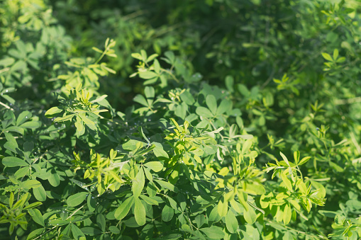 Green background of acacia plant leaves, tender greens, light green fresh foliage in spring or summer.