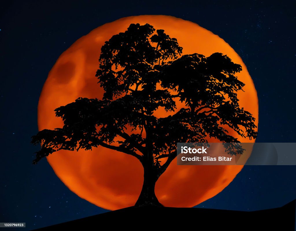 Silhouette of a Lebanese Cedar tree in front of full Orange blood Moon and the southern cross stars in background Total Lunar Eclipse Stock Photo