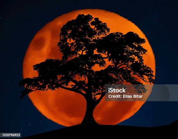 Silhouette Of A Lebanese Cedar Tree In Front Of Full Orange Blood Moon And The Southern Cross Stars In Background Stock Photo - Download Image Now