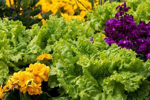 Lettuce and flowers get along well in a garden