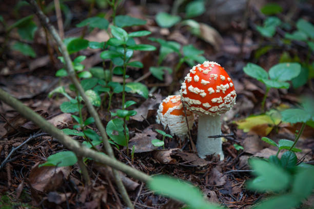 istock Two red fly agaric grow in the forest 1320798916