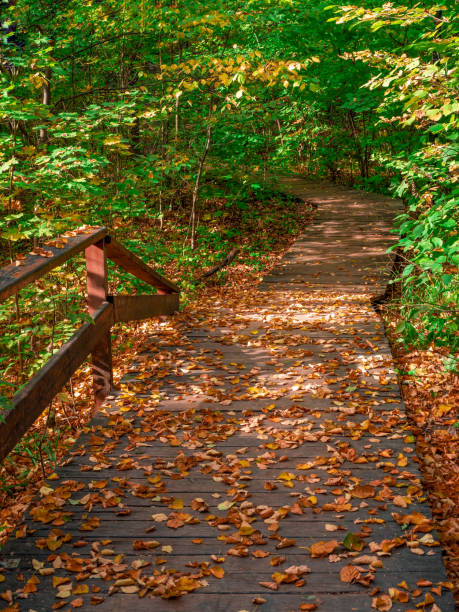 istock Empty green ecological path in autumn, view from the top down. Moscow. 1320799117