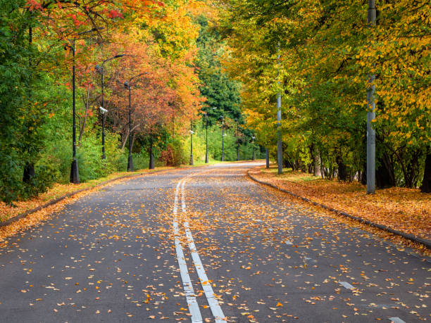 istock Empty autumn road with trees in a row on the edges. 1320799127