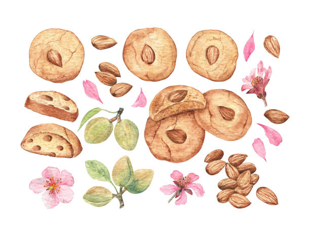 ilustrações de stock, clip art, desenhos animados e ícones de watercolor set of almond cookies, almond nuts and flowers, on white isolated background. traditional watercolor painting. - biscotti