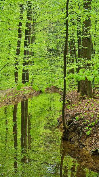 istock European beech forest in early spring with light green foliage reflecting in a water stream 1320800759