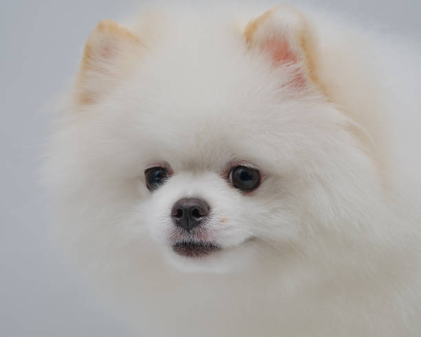 istock head of a white Pomeranian close-up on a light background 1320801730