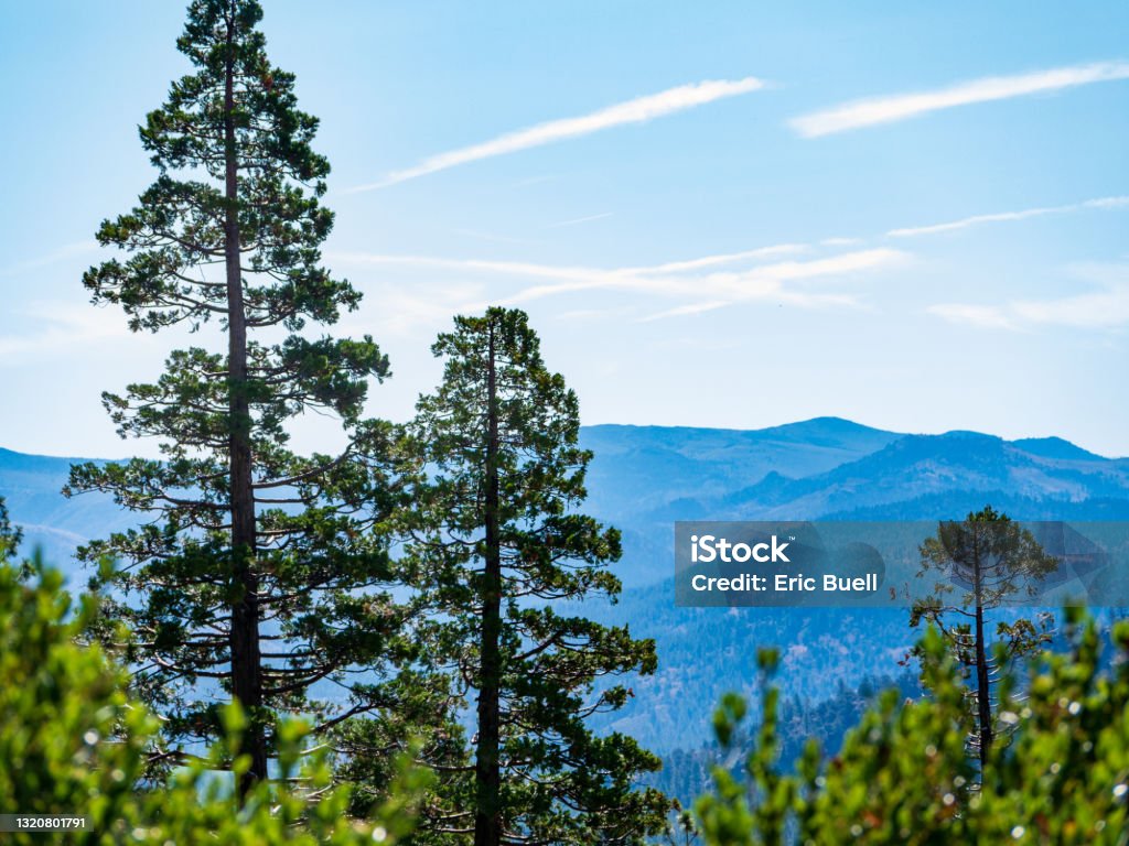 Trees near Lake Tahoe CA Californian Sierra Nevada Stock Photo