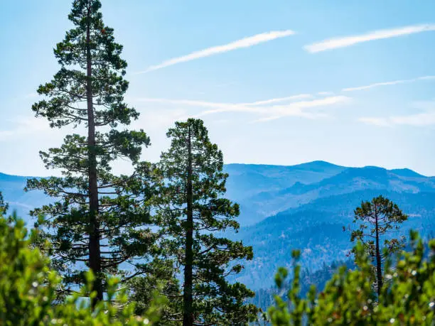 Trees near Lake Tahoe CA