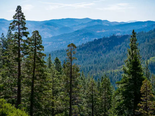 View of Forest Near Lake Tahoe CA 2019