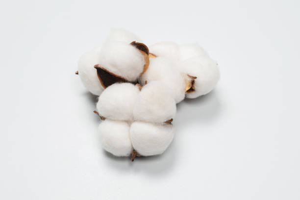 istock Cotton flower branch isolated on white background. 1320801860