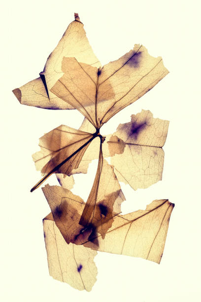 istock Leaves dried pressed broken on tinted yellow background 1320802053